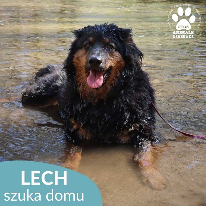 Lech szuka domu!