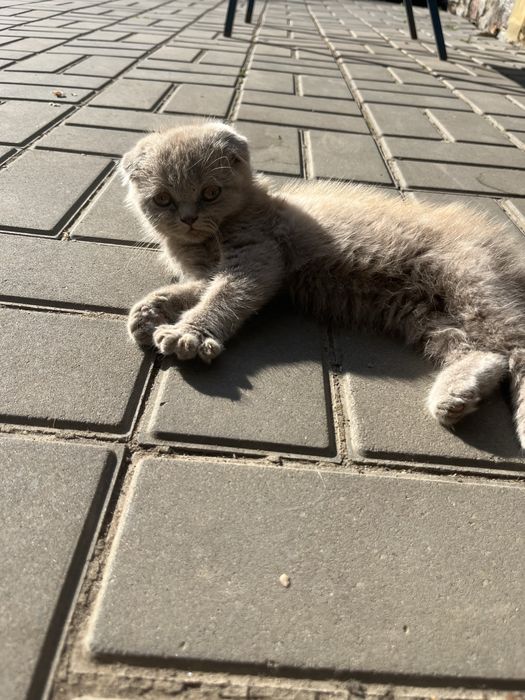 Британське кошеня дівчинка