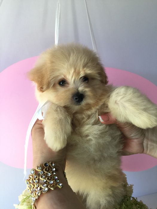 Помапу — Наймякші лапки цього літа