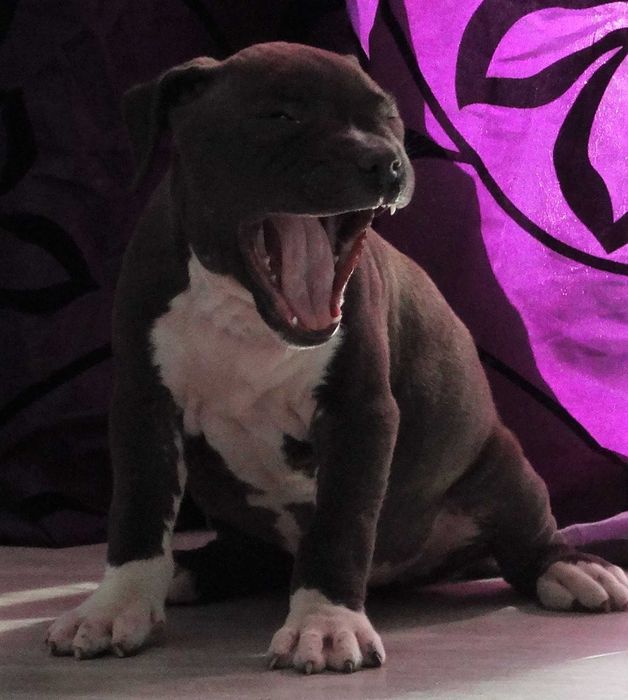 American pitbull Fêmea