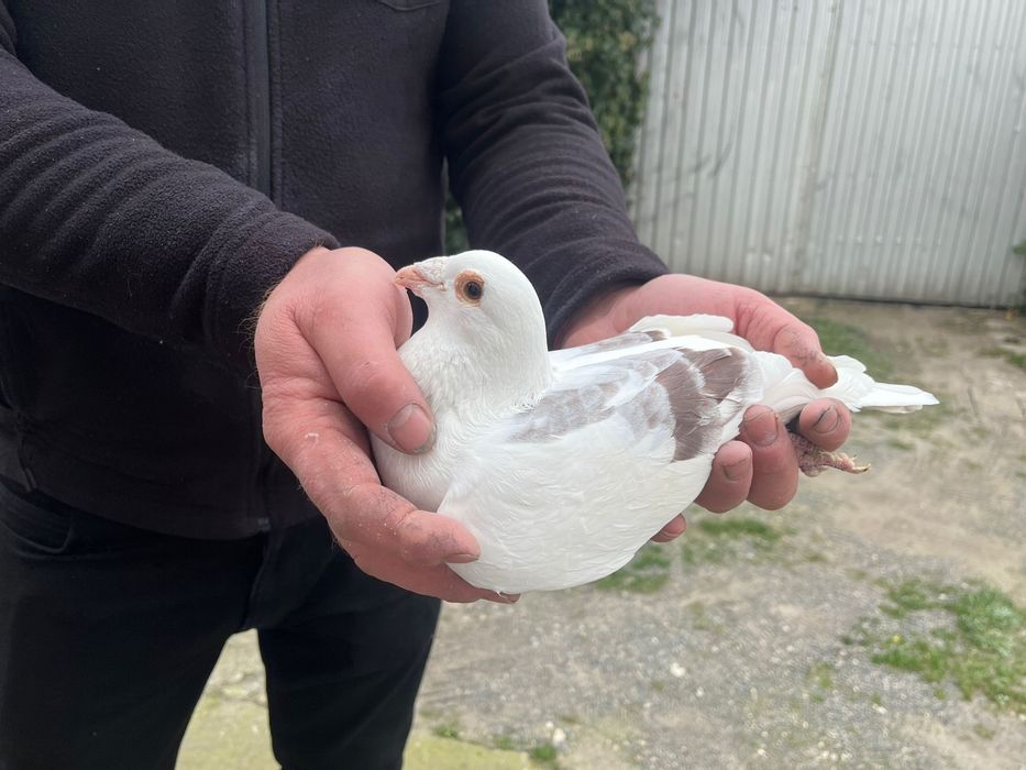 Gołąb pocztowy samiec