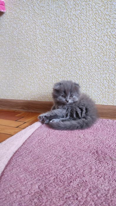 Котята шотландские веслоухие