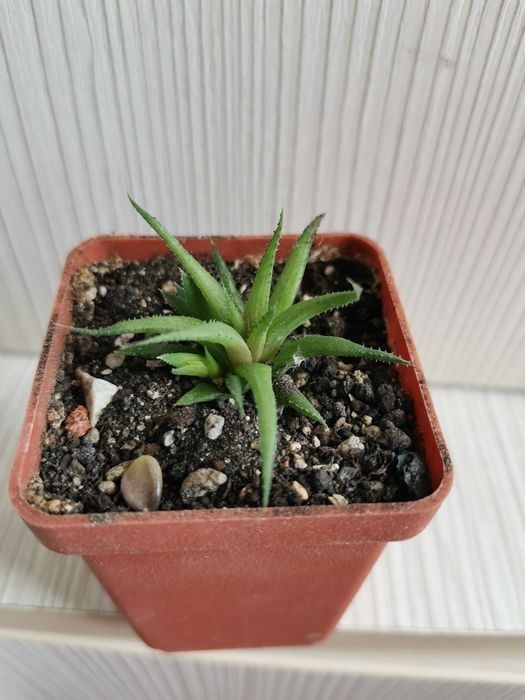 Хавортия хлоранта