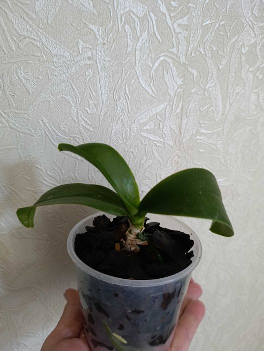 Орхидея фаленопсис