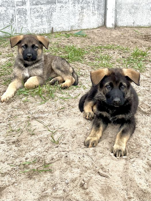 Німецька вівчарка рр КСУ