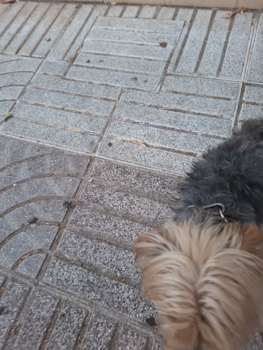 Oferta dum cão worshiar