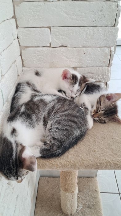 Кошинята в хороши руки
