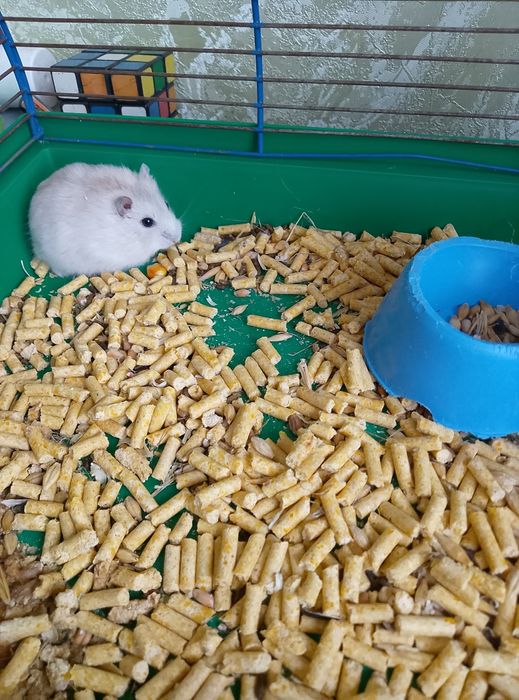 Джунгарский хомяк