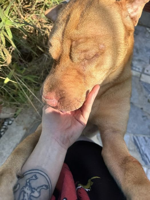 Shar pei para adoção