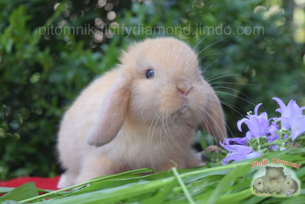 Карликовые вислоухие крольчата NHD. Кролик из питомника.