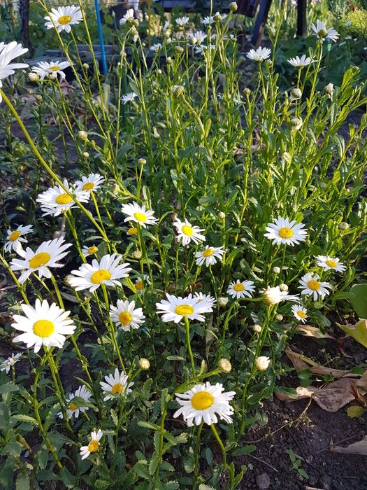 Ромашка садовая.