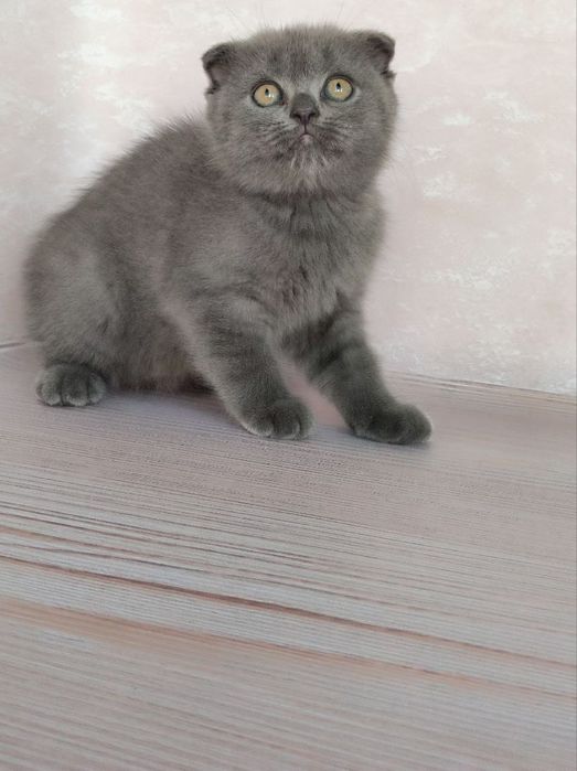 Шотландские котолапки