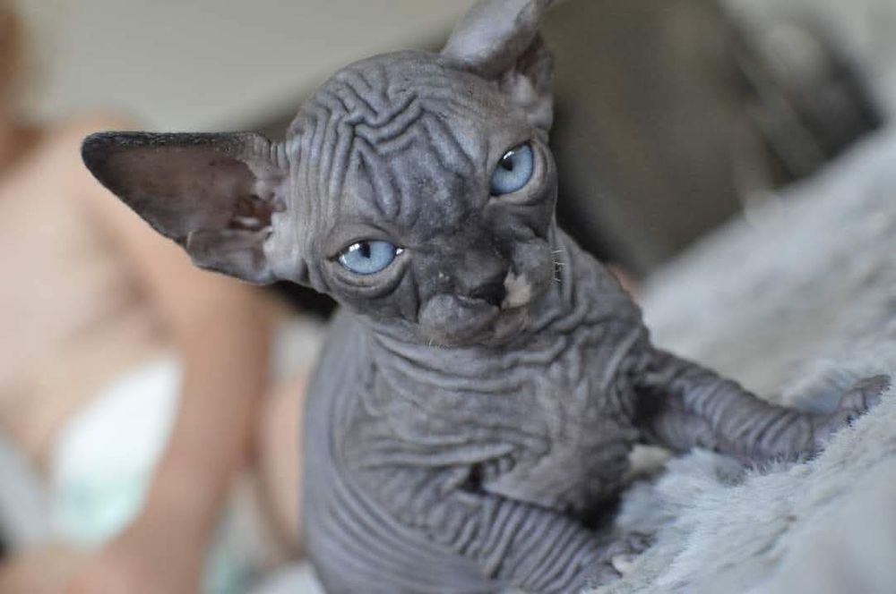 Kot sfinks niebieskie oko