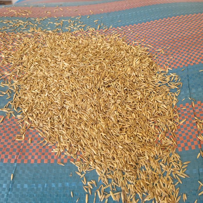 Mieszanka WYSYŁKA trawa zbiór 2025 paszowa