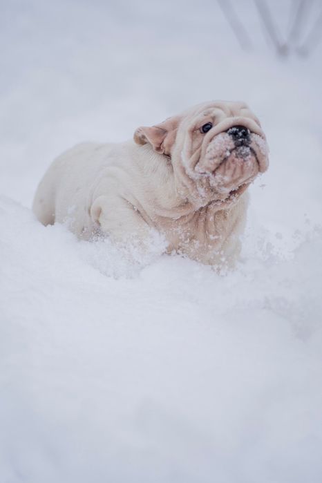 Бульдог КСу дівчинка Ліберті