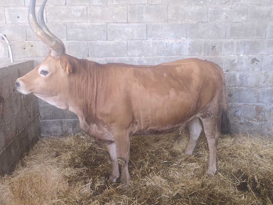 Vende-se Barrosã "Pisca" prenha