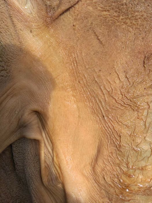 Рубець яловичий митий