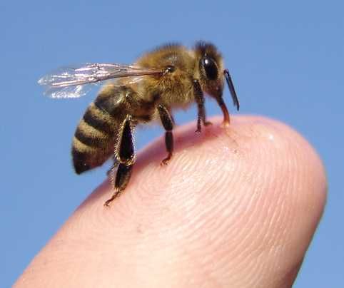 Продам бджоли української степової породи