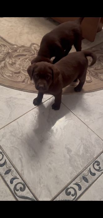 Цуценята лабрадора ретривера