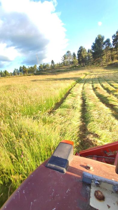 Rolos de Feno 2025 - Venda