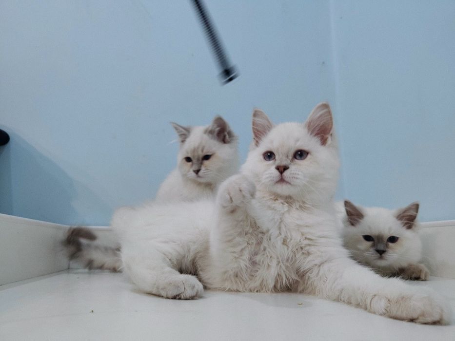 Ragdoll kociak gotowy do odbioru