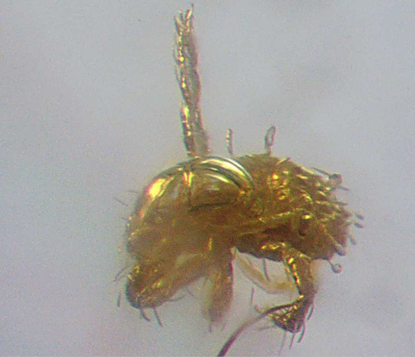 Bursztyn inkluzja nieznany Alien