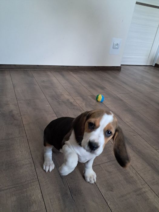 Бігль цуценята триколор