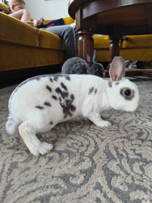 Królik miniaturka karzełek rex