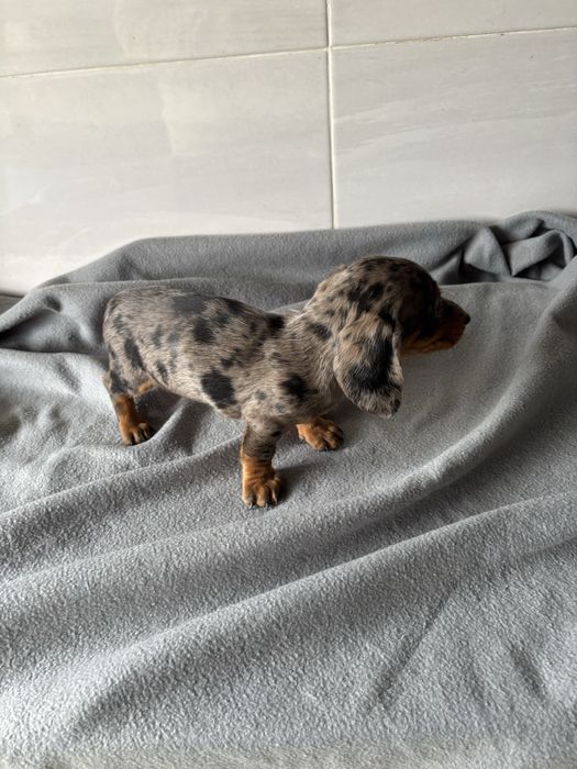 Teckel femea  azul arlequim miniatura