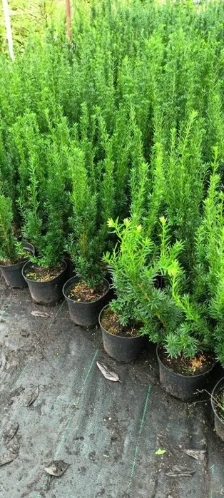 Tuja szmaragd, drzewka ozdobne, tuje 50-60cm