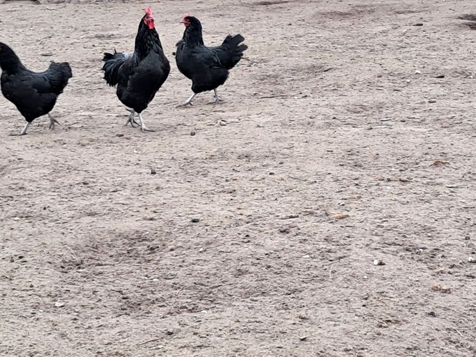 Kury australorp i zielononóżka,  Kogut australorp i mix A. x Wyandotte