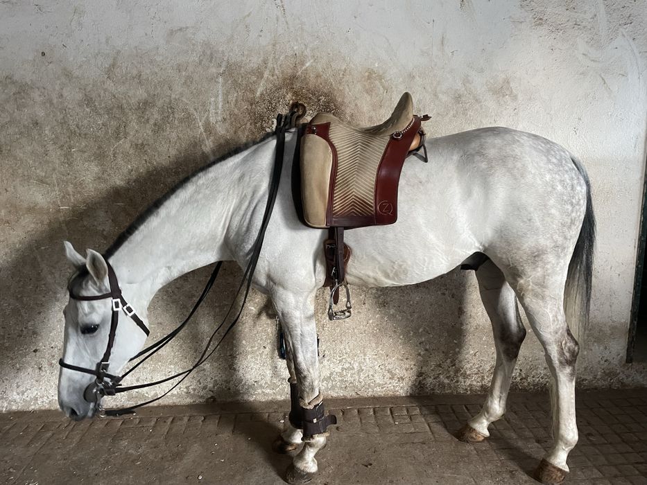 Vendo cavalo luso  árabe