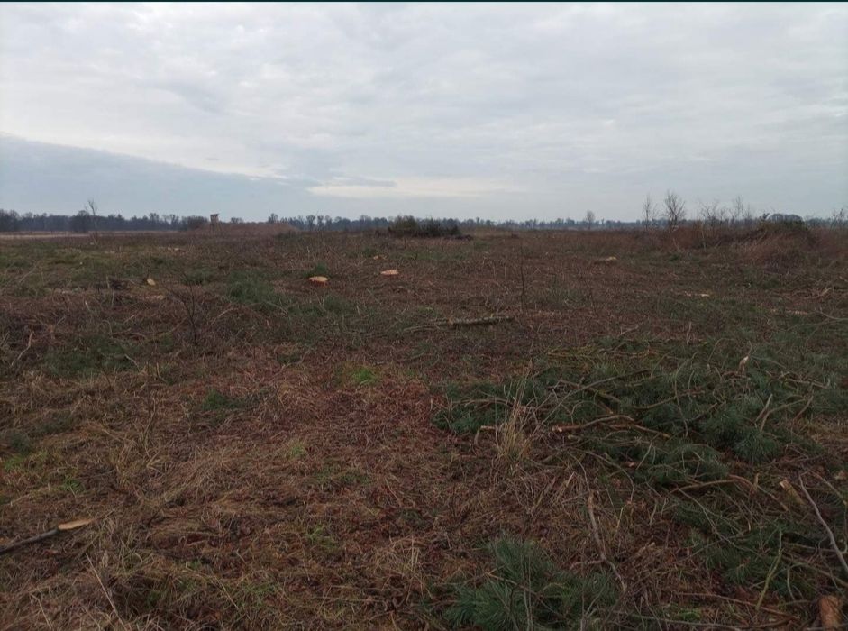 Wycinka drzew za drewno