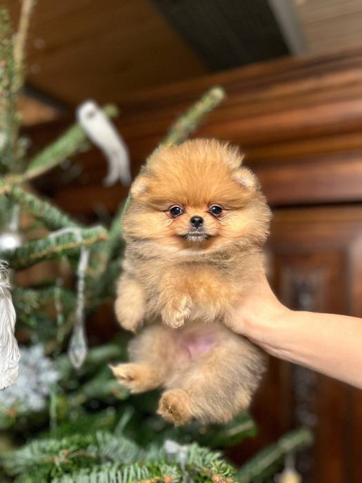Померанський шпіц дівчинка супер міні ксу