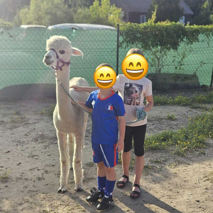 2 samce alpak Huacaya