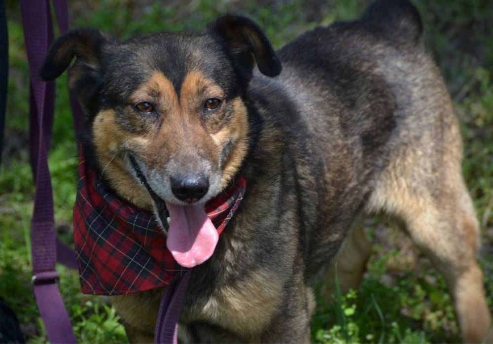 Wafelek szuka domu! Adopcja