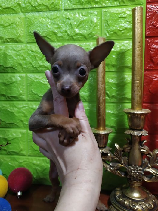 Кукольная лилушка девочка микро элитных кровей! Док.КСУ,чип,привита