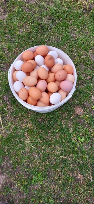 Домашні курячі яйця