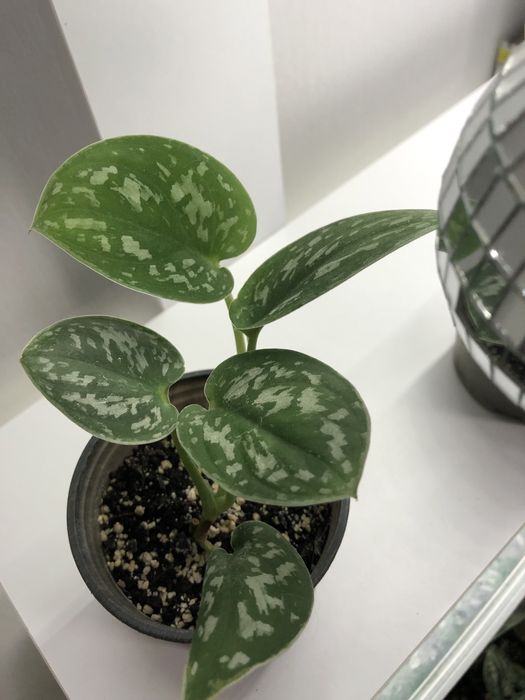 Сциндапсус розписний Scindapsus pictus 'Argyraeus'