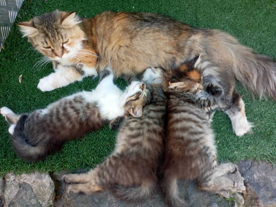 Пропонуються чудові котятки