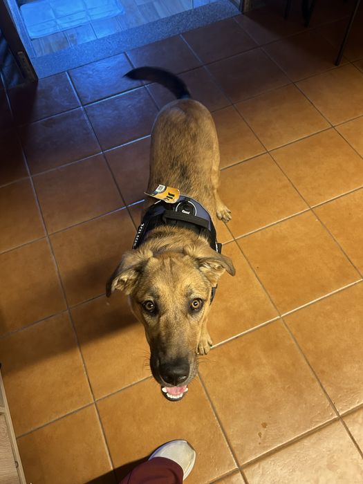 Cão para adoção gratis