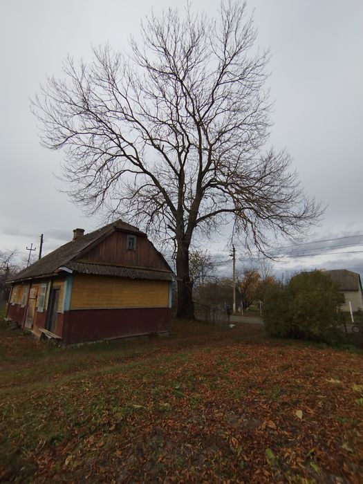 Безкоштовно віддам ясена