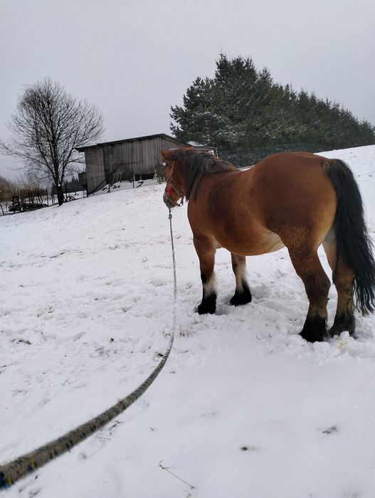 Sprzedam klacz Zimnokrwistą