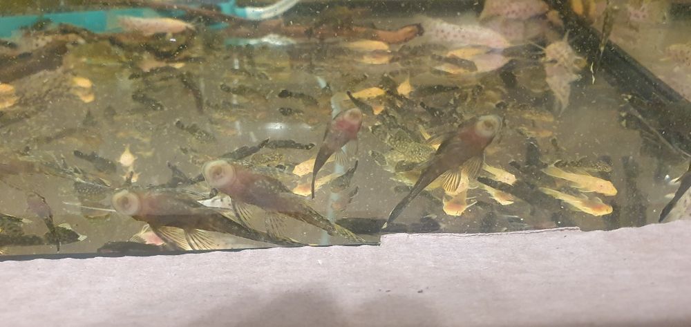 Zbrojnik (L144) Ancistrus Glonojad