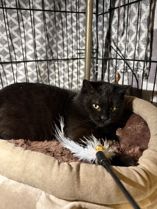 Kotka przylulaska do adopcji