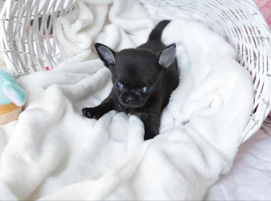Chihuahua FCI chłopak