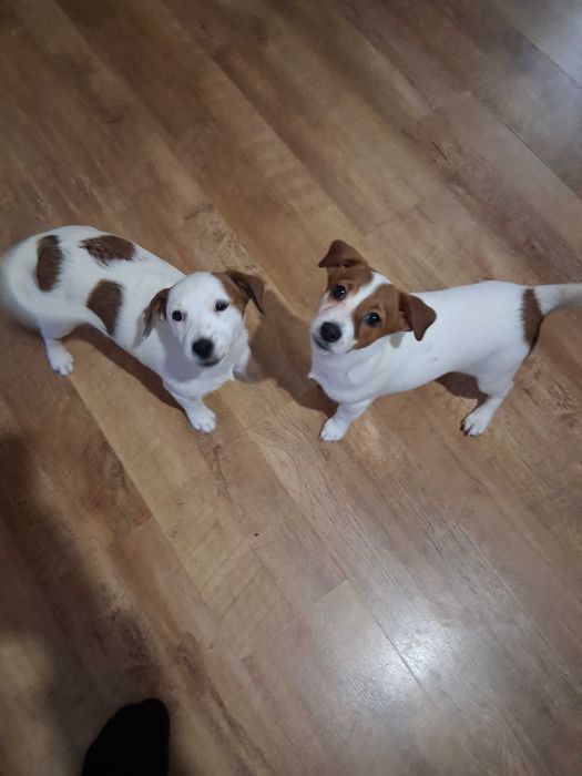 Цуценята Джек Расел