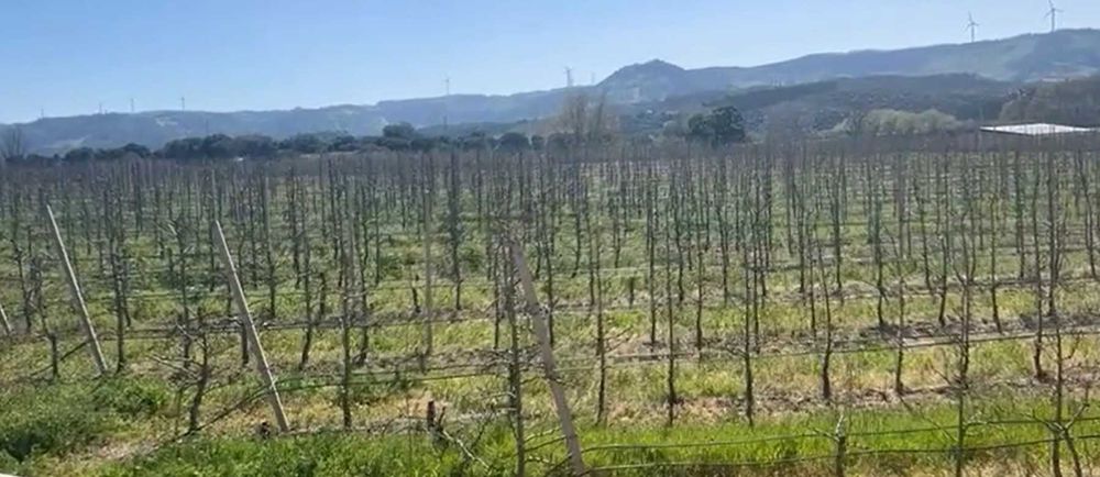 Terreno agrícola 3,28 ha com pomar de Pera Rocha e Maçã - Oeste