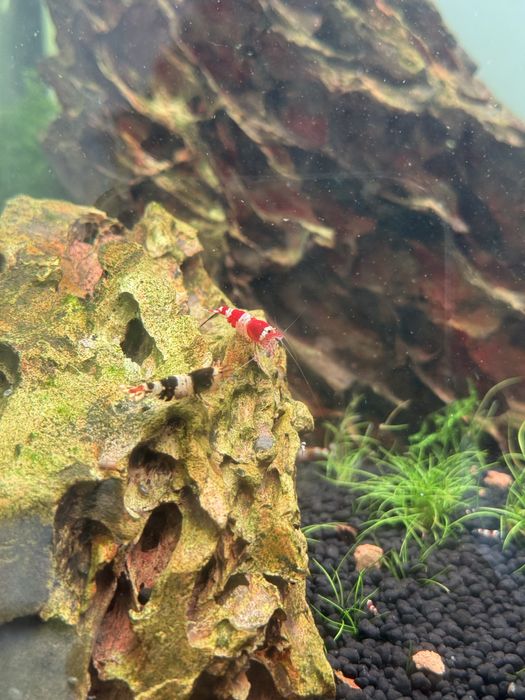 Caridinas Crystal Red & Black