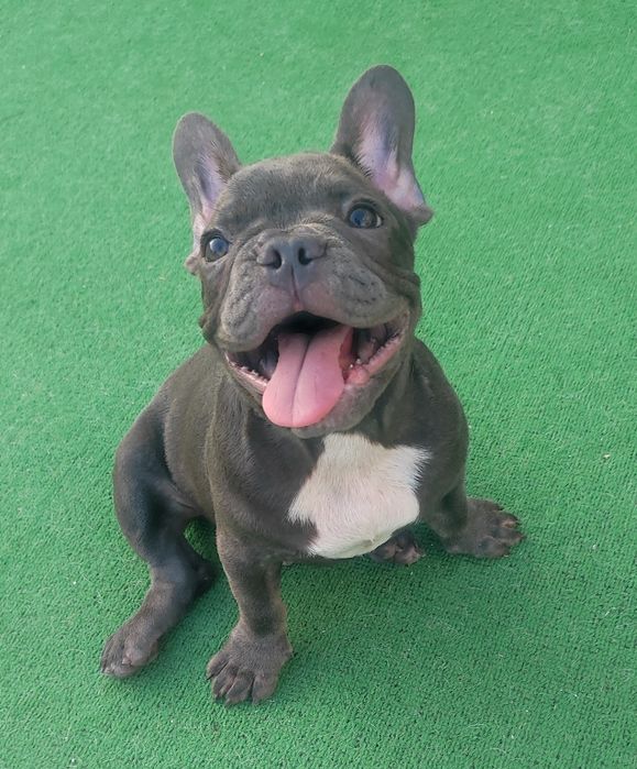 Bulldog francês macho blue